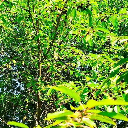 شاليه Raztoka أوسكادنيكا